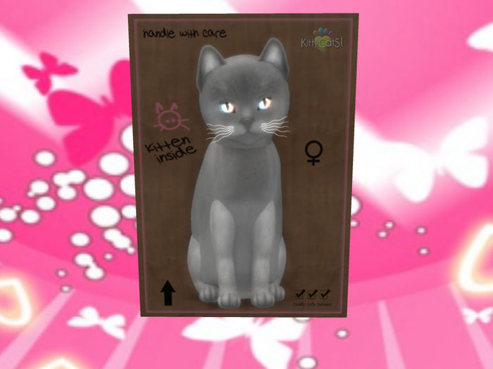 KittyCatS Box - New Born Kitten