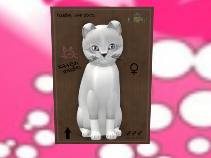 KittyCatS Box - New Born Kitten