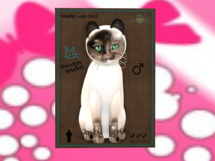 KittyCatS Box - New Born Kitten