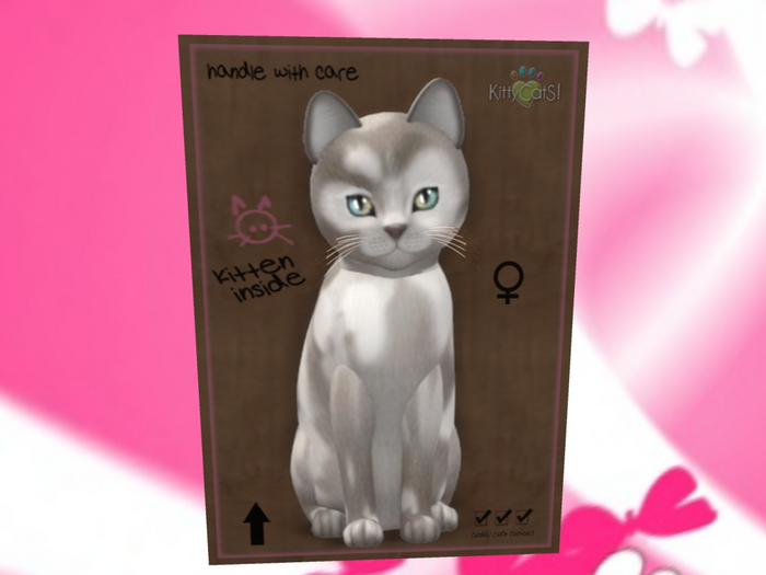 KittyCatS Box - New Born Kitten