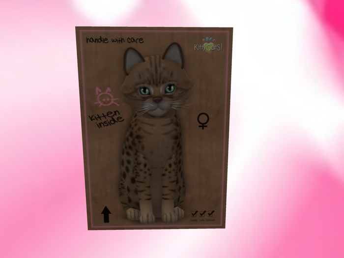 KittyCatS Box - New Born Kitten