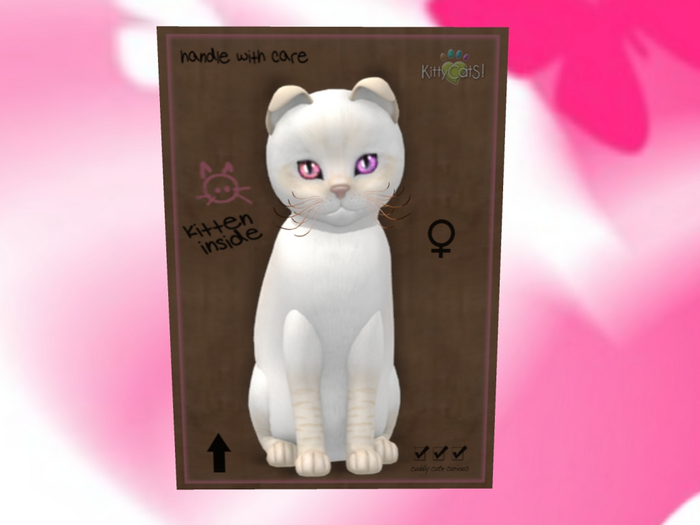 KittyCatS Box - New Born Kitten