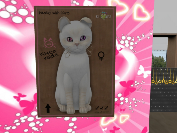 KittyCatS Box - New Born Kitten