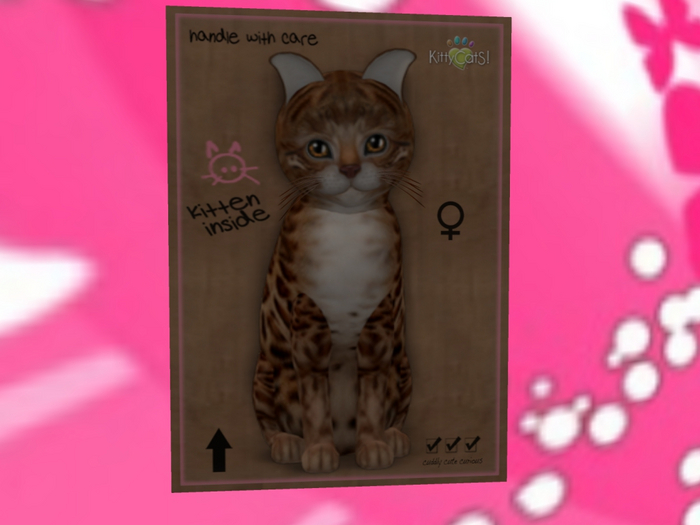 KittyCatS Box - New Born Kitten