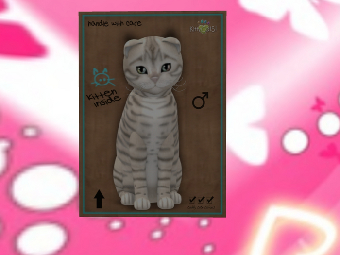 KittyCatS Box - New Born Kitten