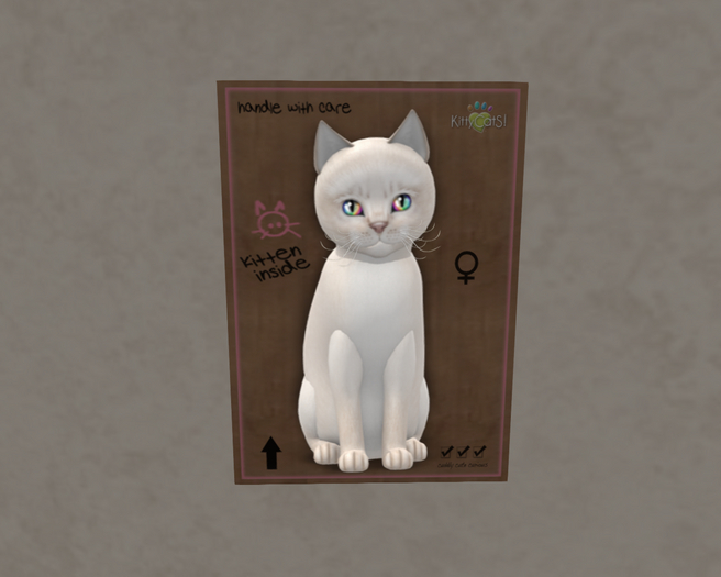 KittyCatS Box - 8T Cream Aby