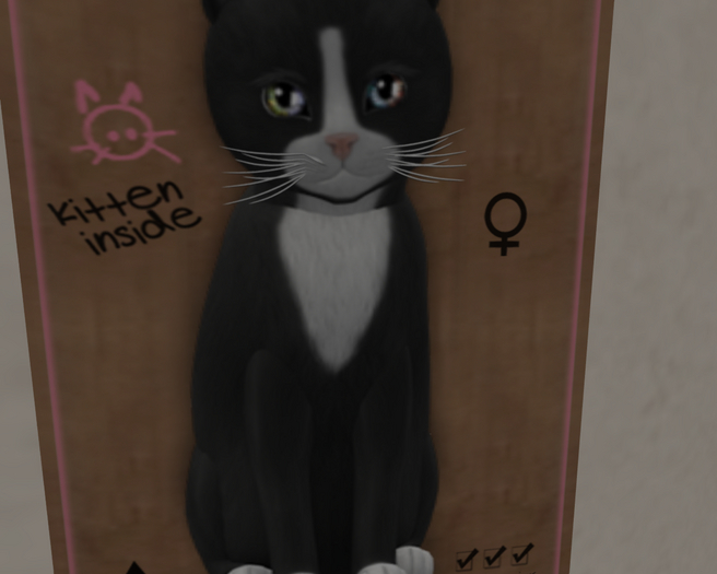 KittyCatS Box - New Born Kitten