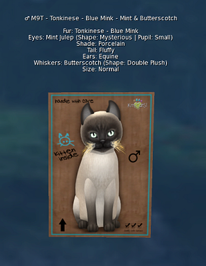 KittyCatS Male - Tonkinese - Blue Mink - Mint & Butterscotch - 9T