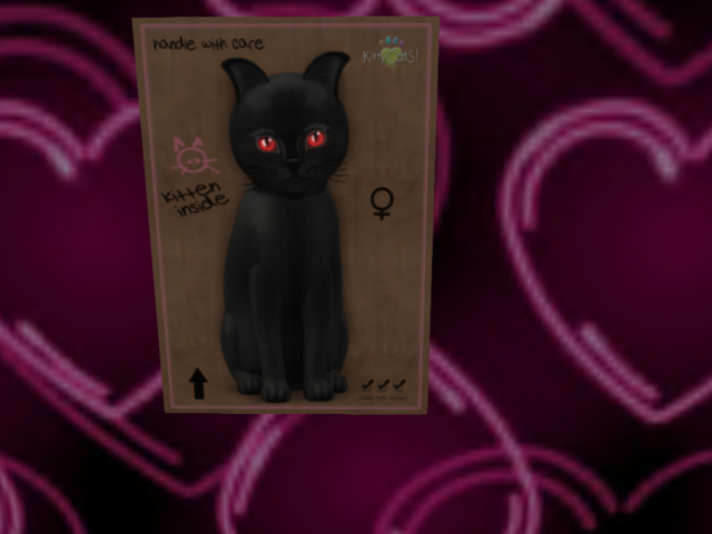 KittyCatS Box - New Born Kitten