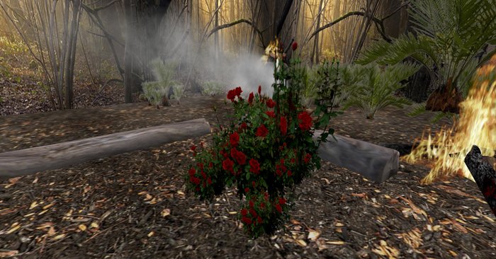 rose bush crimson134+bonus rose bush