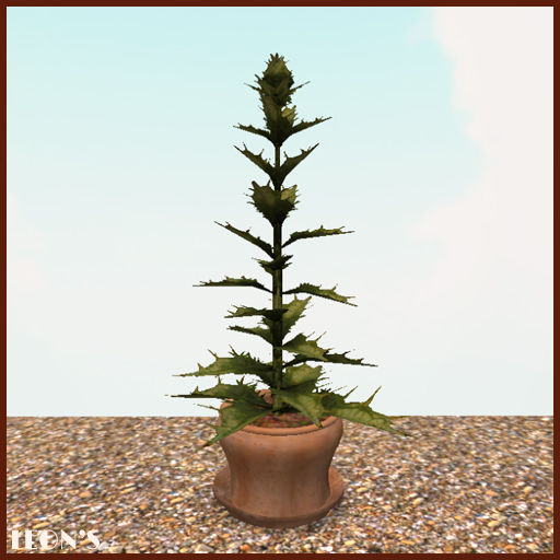 Spike Leaf in Terracotta Planter & Dish - RESIZE COPY