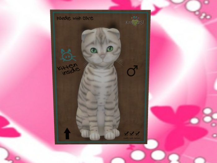 KittyCatS Box - New Born Kitten