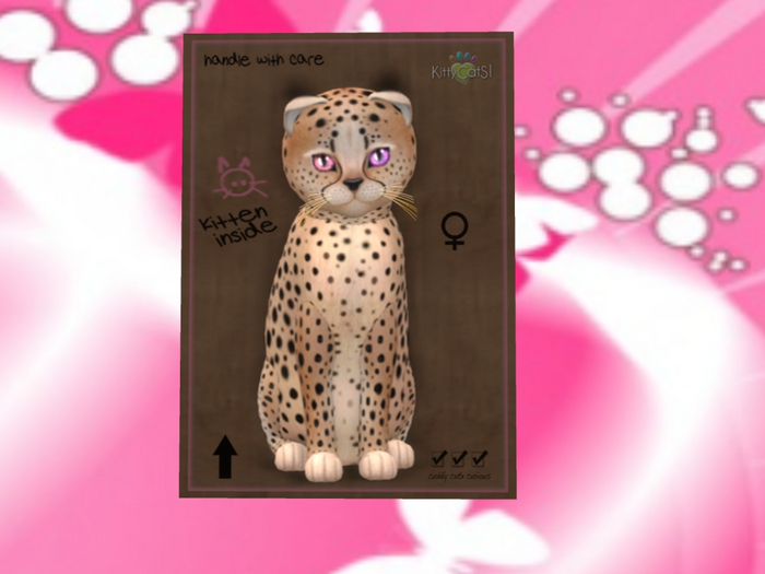 KittyCatS Box - New Born Kitten