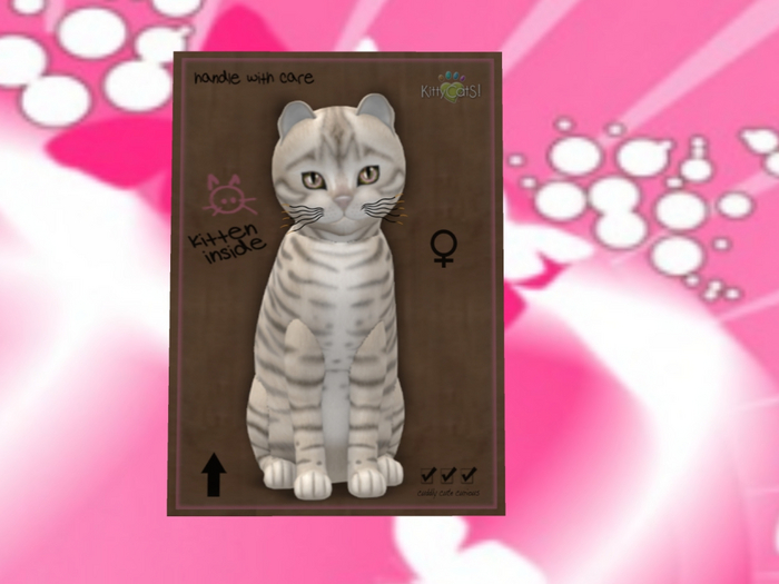 KittyCatS Box - New Born Kitten