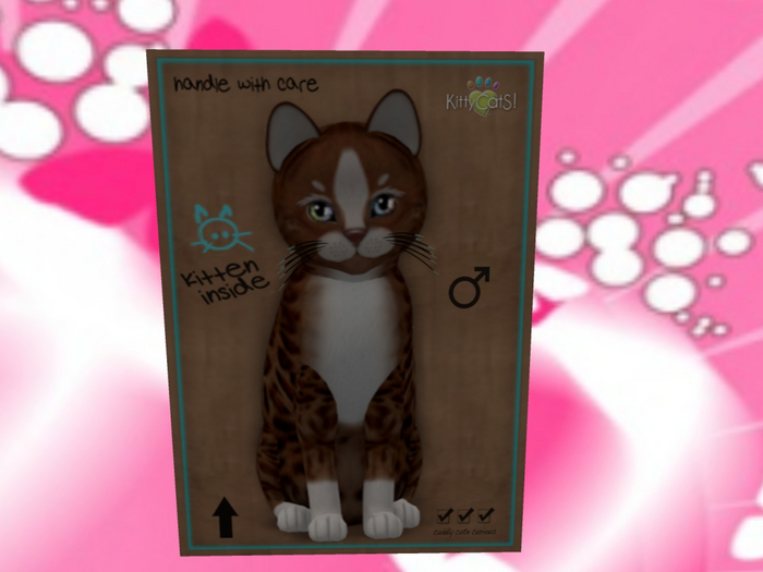 KittyCatS Box - New Born Kitten