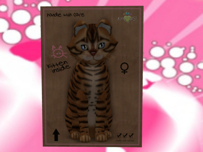 KittyCatS Box - New Born Kitten