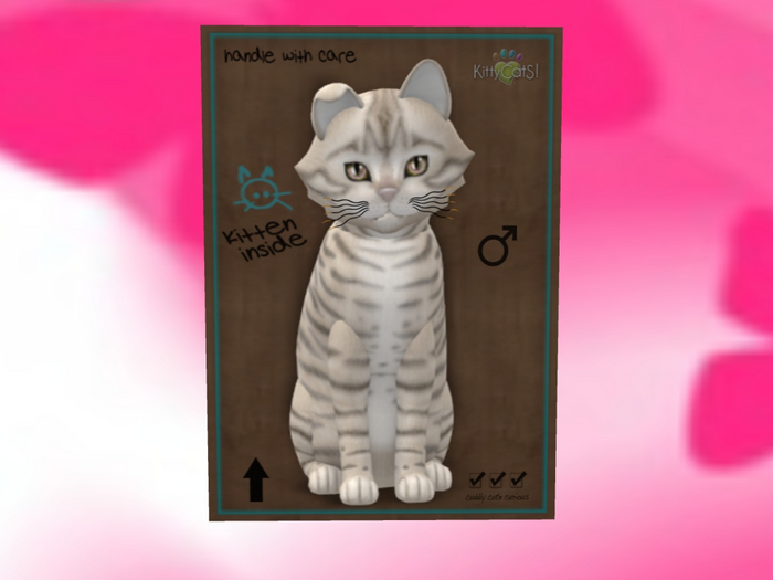 KittyCatS Box - New Born Kitten