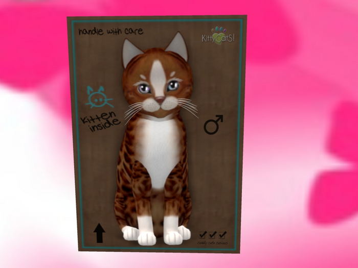 KittyCatS Box - New Born Kitten