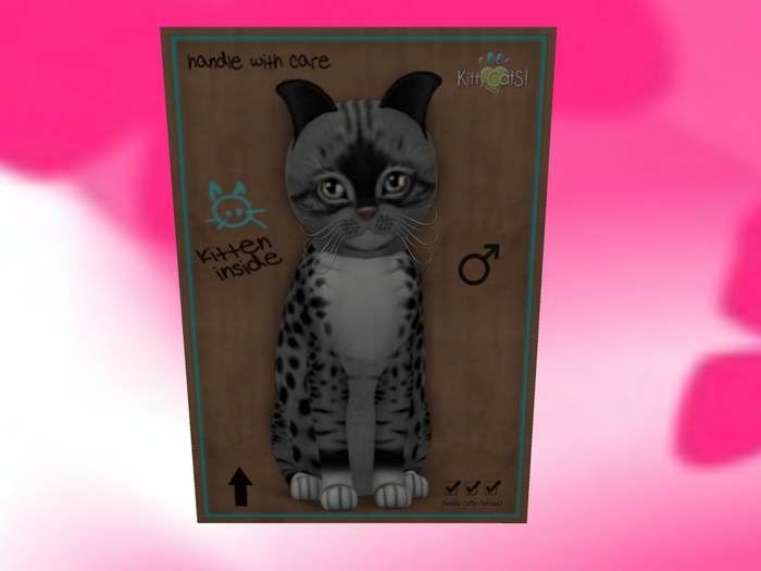 KittyCatS Box - New Born Kitten