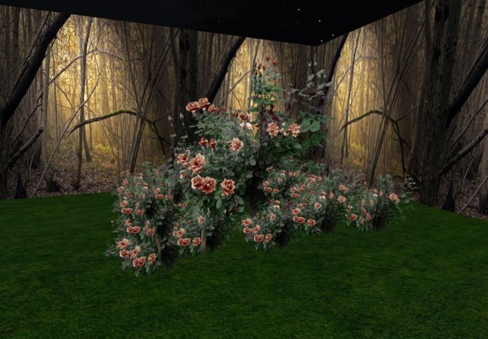 rose bush chocolate 4 huge