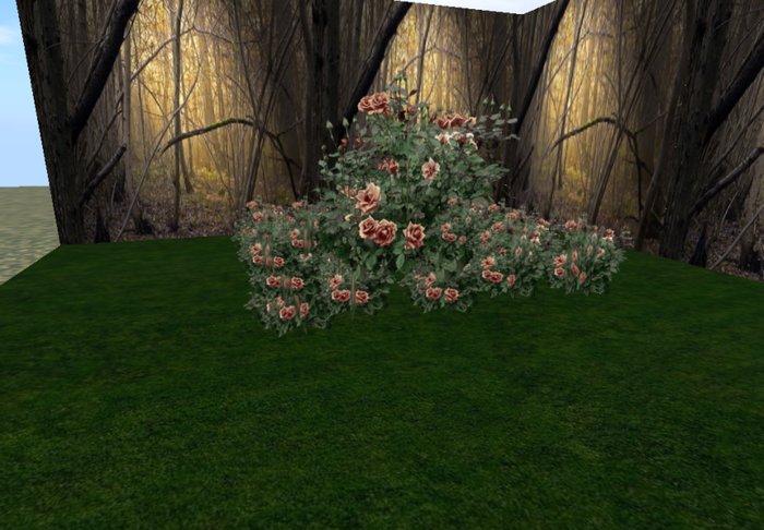 rose bush chocolate 3 huge