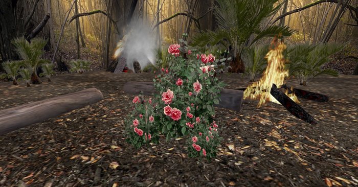 rose bush pink133+plus bonus rose bush