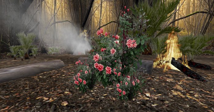 rose bush pink 134+bonus rose bush