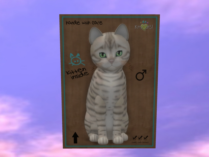 KittyCatS Box - New Born Kitten