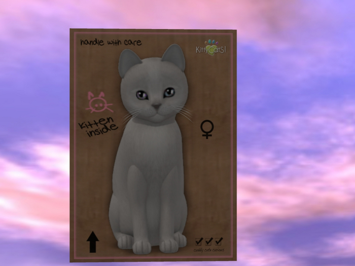 KittyCatS Box - New Born Kitten