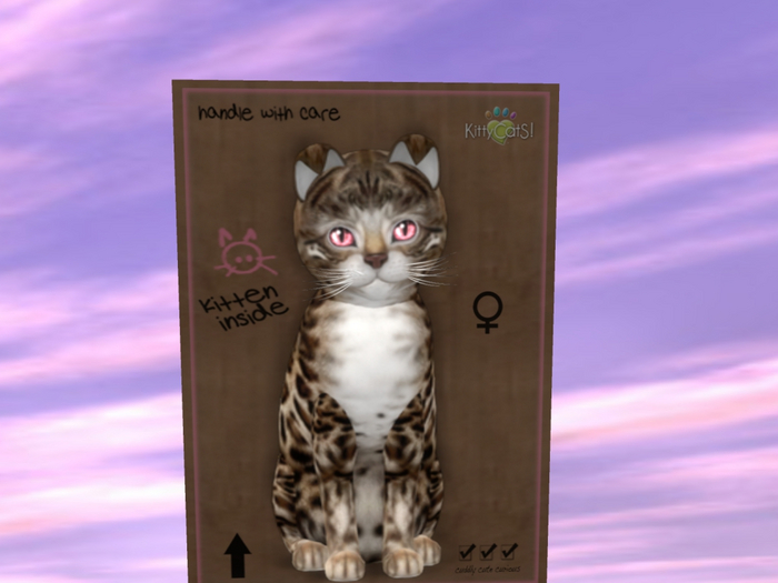 KittyCatS Box - New Born Kitten