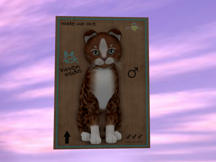 KittyCatS Box - New Born Kitten