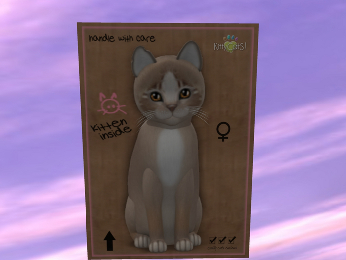 KittyCatS Box - New Born Kitten