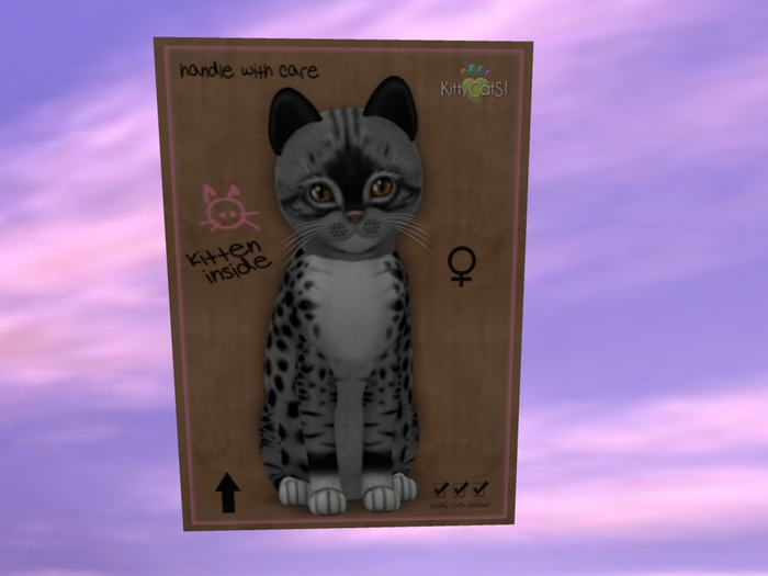 KittyCatS Box - New Born Kitten