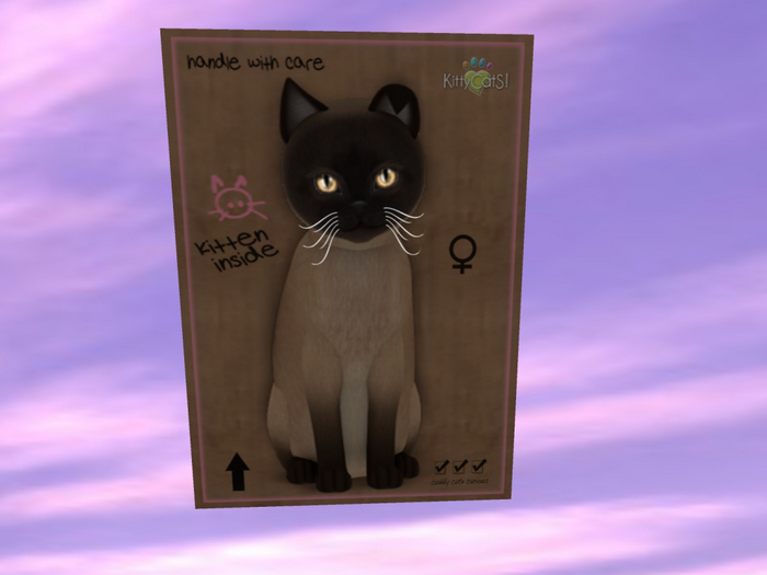 KittyCatS Box - New Born Kitten