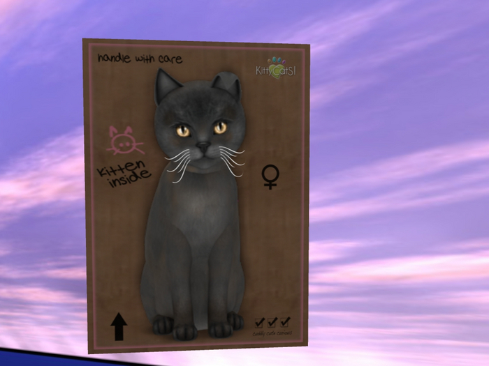 KittyCatS Box - New Born Kitten