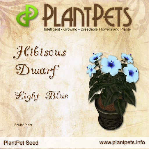 PlantPet Seed [Hibiscus Dwarf *Light Blue*]