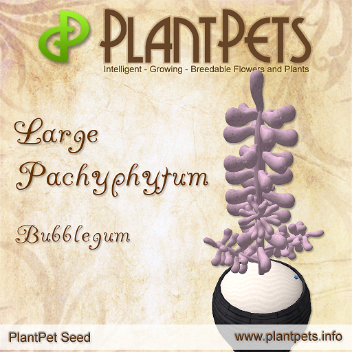 PlantPet Seed [Large Pachyphytum *Bubblegum*]