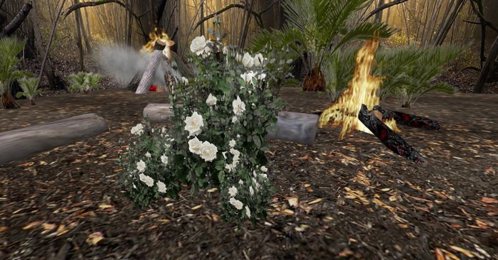 rose bush white 133+bonus rose bush