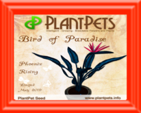 PlantPet Seed [Bird of Paradise *Phoenix Rising*]