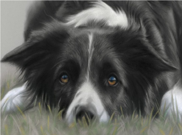 Border Collie Multi Train Pup