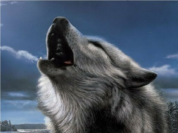 Female Wolf Cub