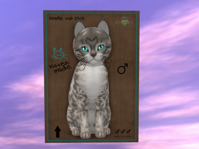 KittyCatS Box - New Born Kitten