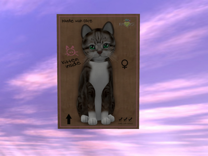 KittyCatS Box - New Born Kitten