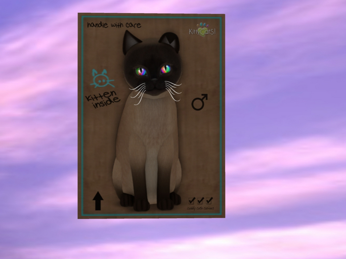 KittyCatS Box - New Born Kitten