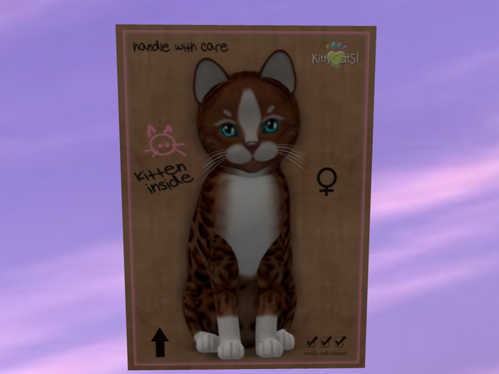 KittyCatS Box - New Born Kitten