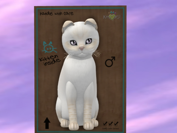 KittyCatS Box - New Born Kitten