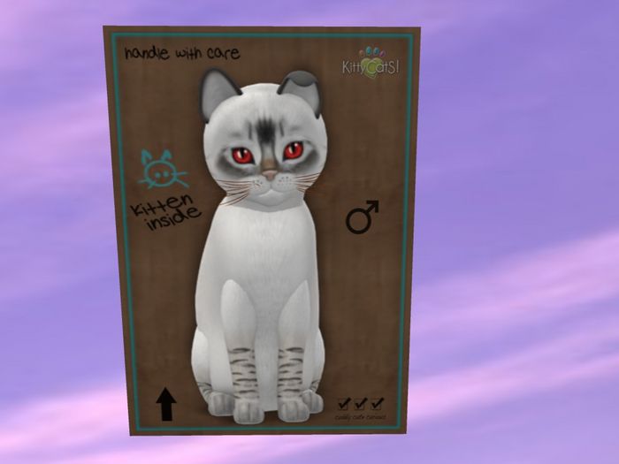 KittyCatS Box - New Born Kitten