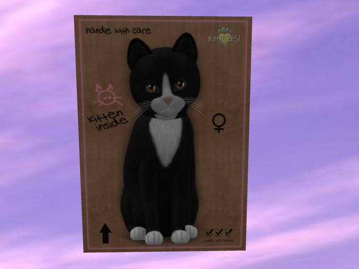 KittyCatS Box - New Born Kitten