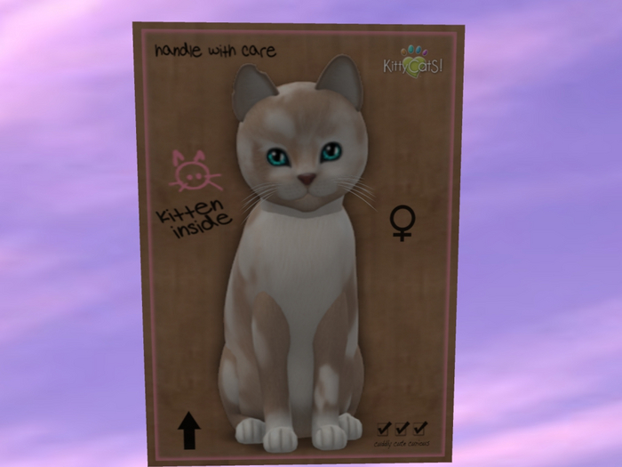 KittyCatS Box - New Born Kitten