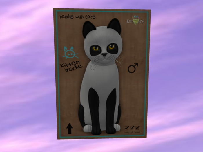 KittyCatS Box - New Born Kitten